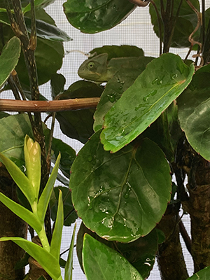veiled chameleon and dew on leaves
