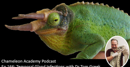 Jacksons Chameleon with a Temporal Gland Infection