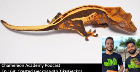 crested geckos