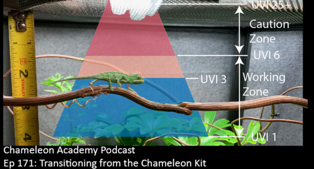 veiled chameleon in UVB