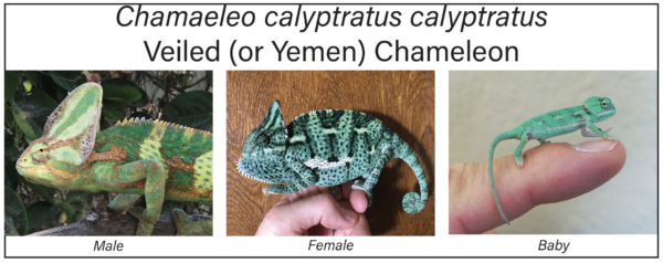 Veiled Chameleon Care - Chameleon Academy