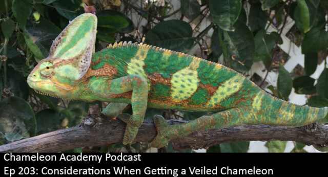 Veiled Chameleon male