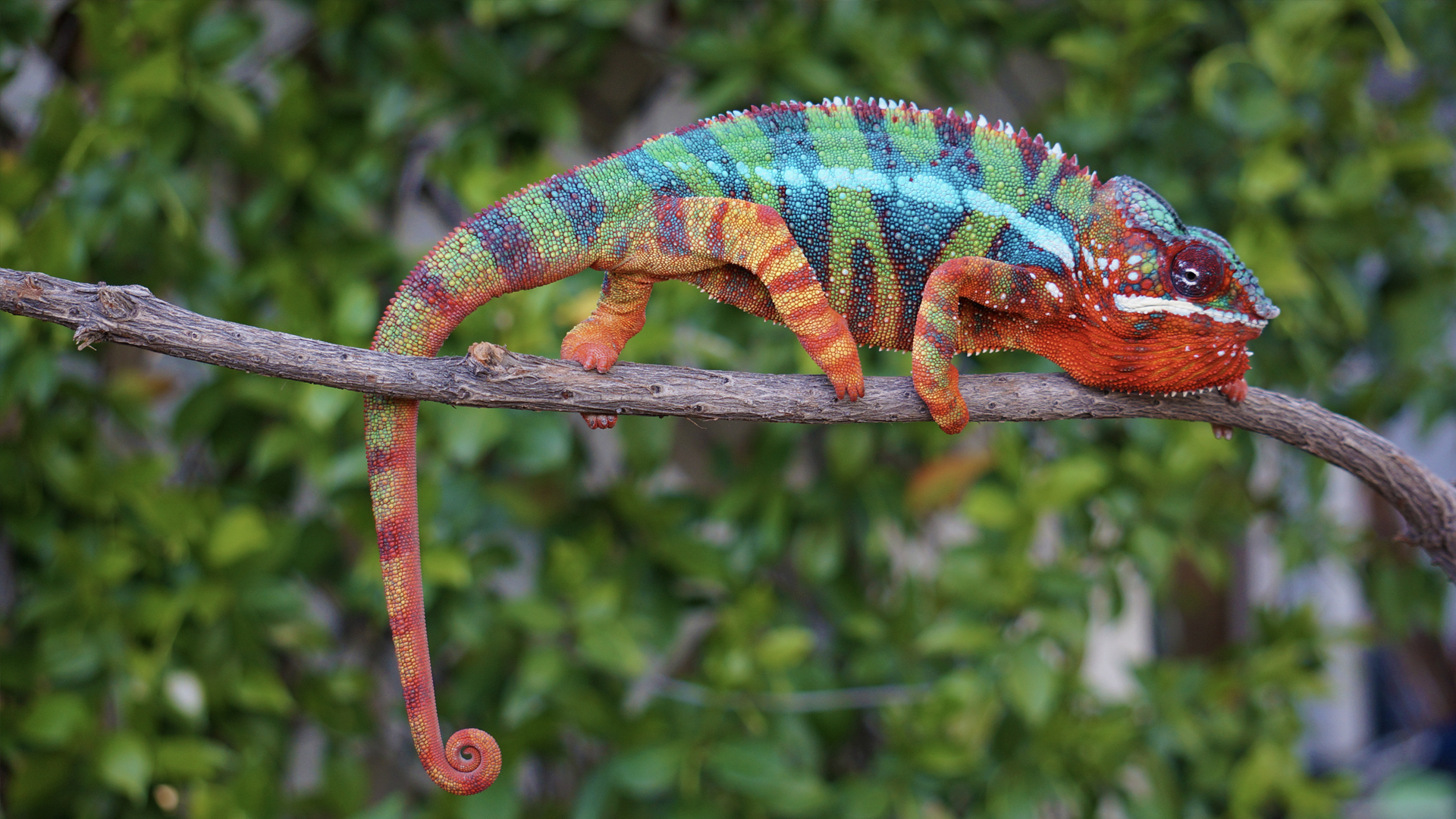 how to draw a panther chameleon