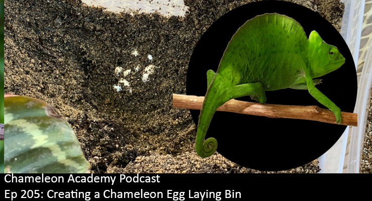 Chameleon Egg Laying Bin