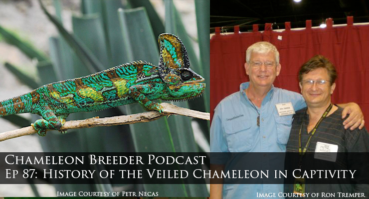 Veiled Chameleon and Ron Tremper