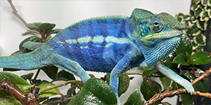 Blue Ambanja Panther Chameleon