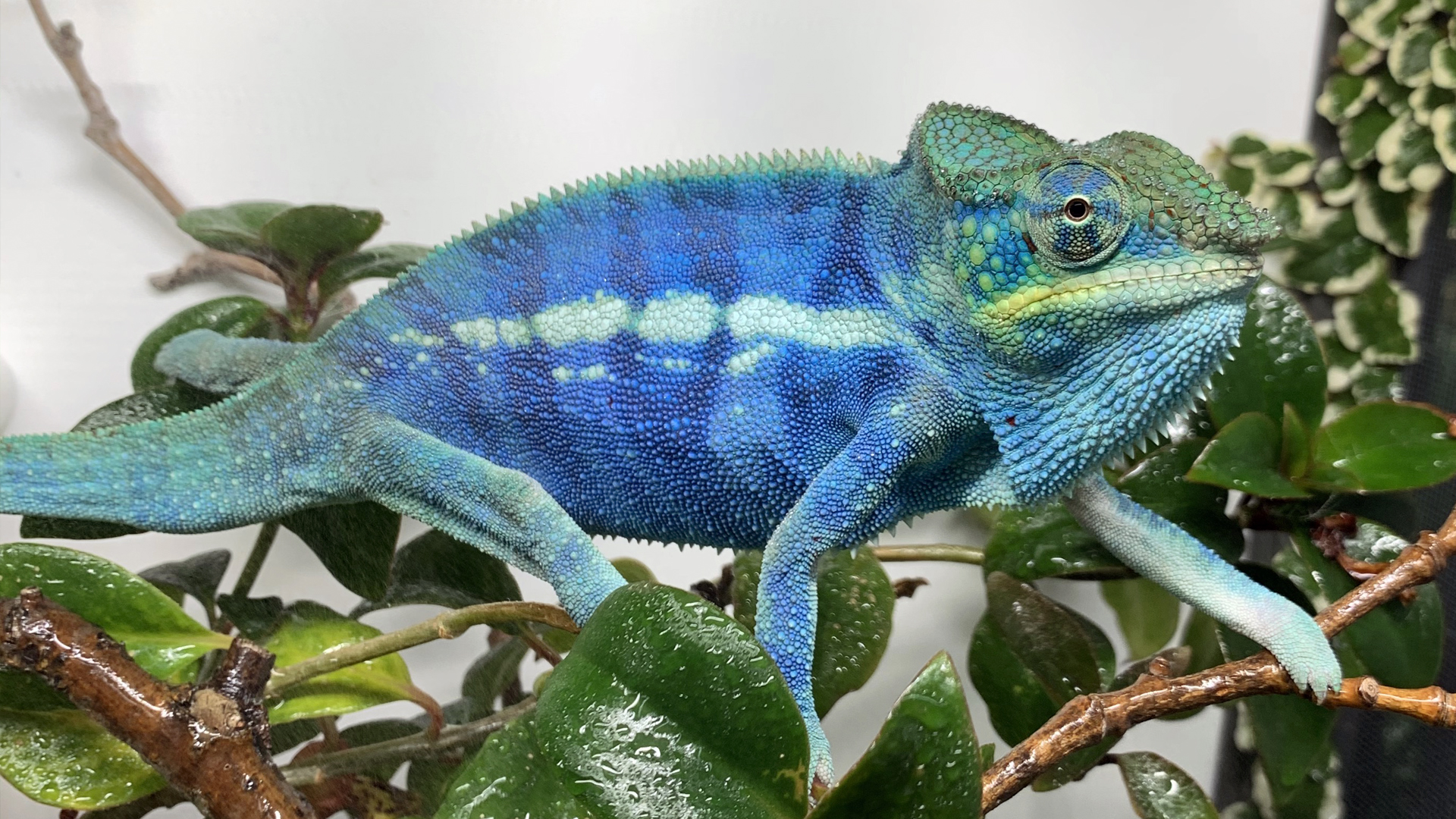Best Cage for Veiled Chameleon: Top Habitat Picks!