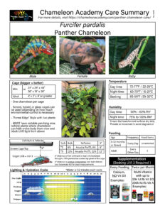 Panther Chameleon Care summary
