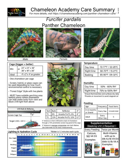 Panther Chameleon Care - Chameleon Academy