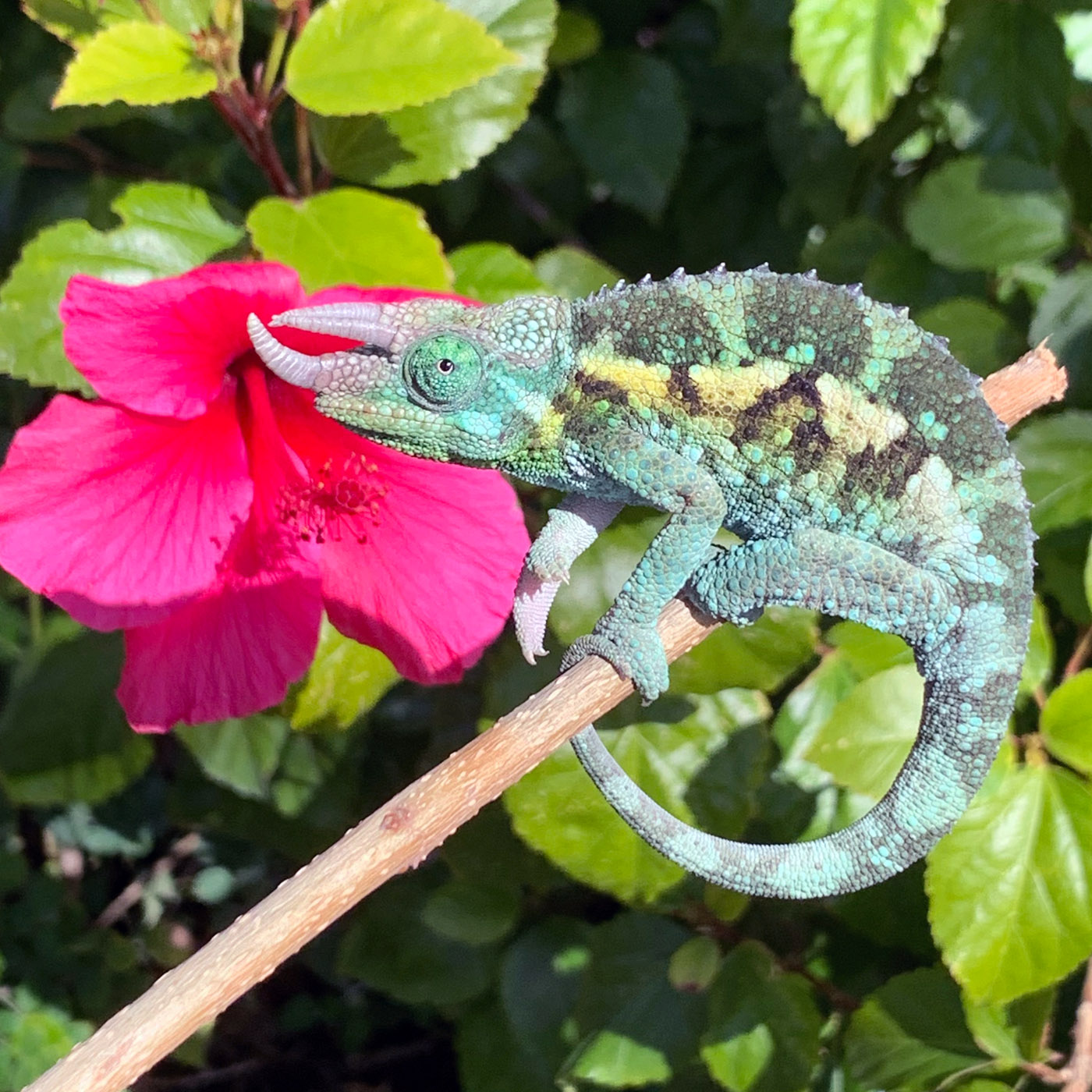 Have you seen a chameleon in real life? – From Jane M. Mason