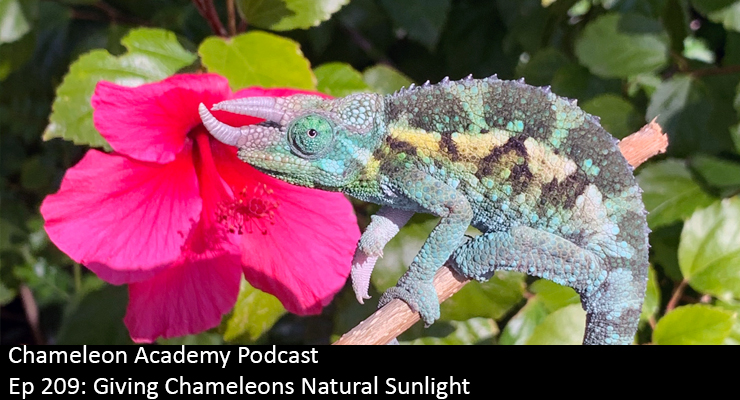 Ep 209: Giving Chameleons Natural Sunlight - Chameleon Academy