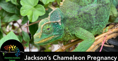 Pregnant Jackson's Chameleon