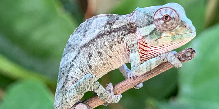 cristatus chameleon baby