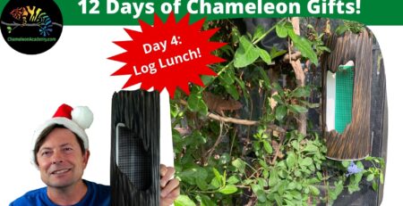 Log Lunch chameleon feeder run cup