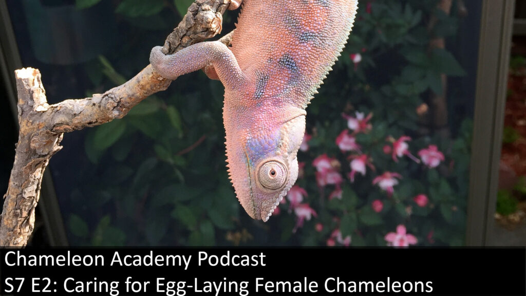 S7 E2 Caring For Egg Laying Female Chameleons Chameleon Academy