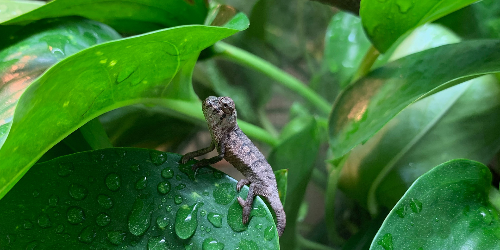 baby panther chameleon