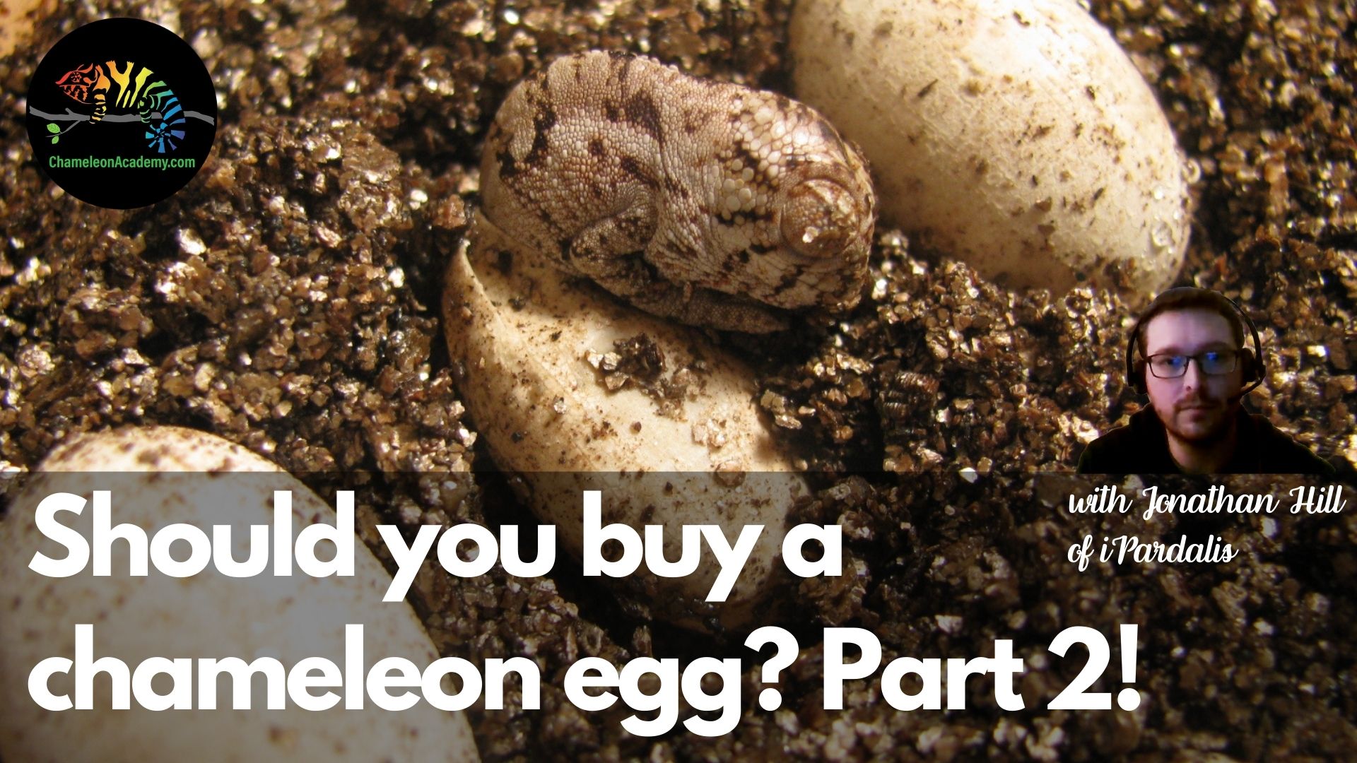 S7E7: Should I Buy a Chameleon Egg, Part 2? - Chameleon Academy