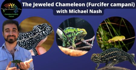 Ep 202: Considerations when getting a Jackson's Chameleon