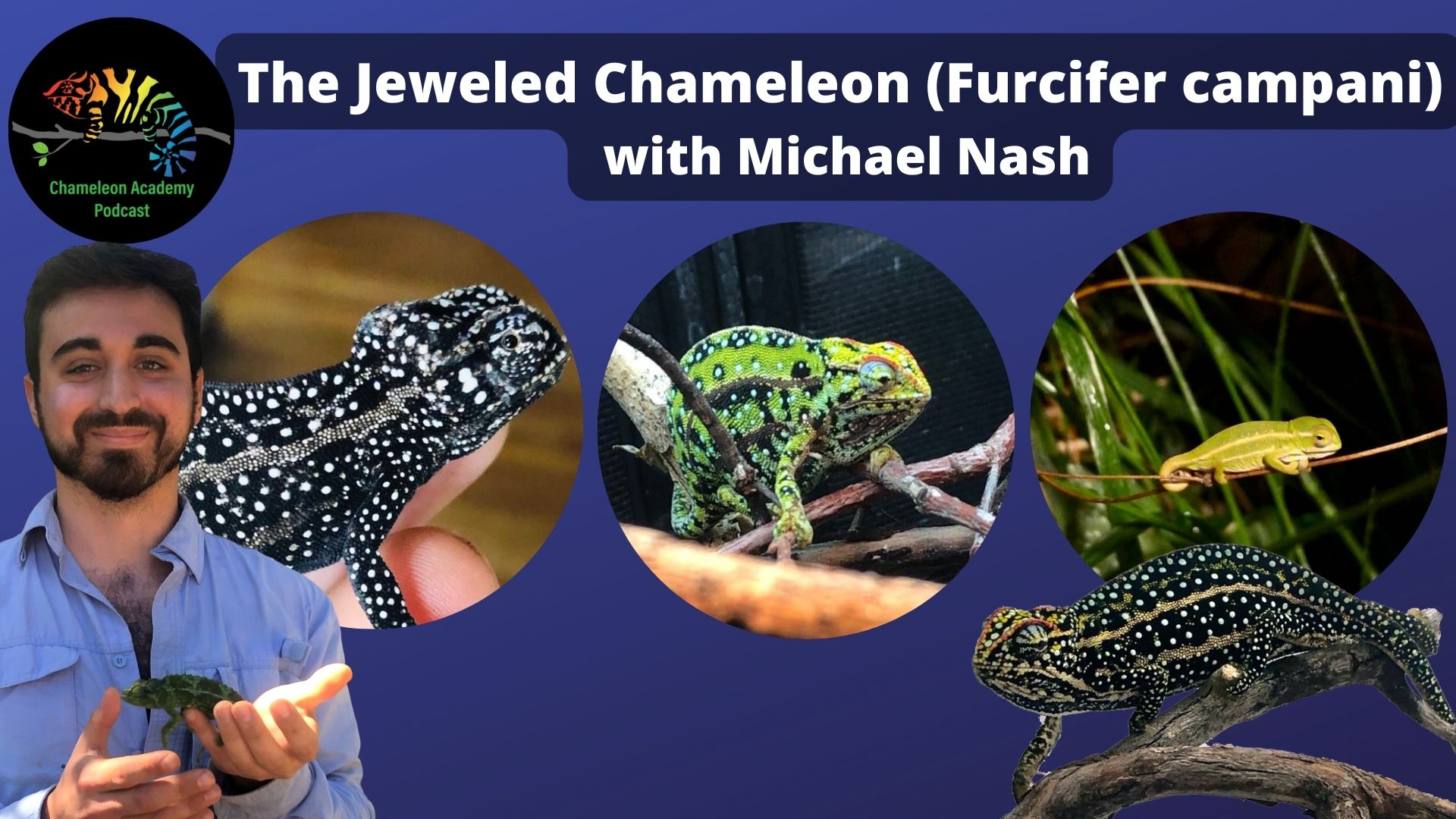 Jeweled Chameleon
