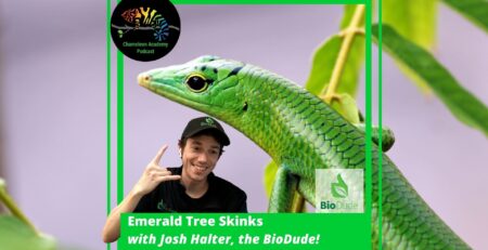 Emerald Tree Skink