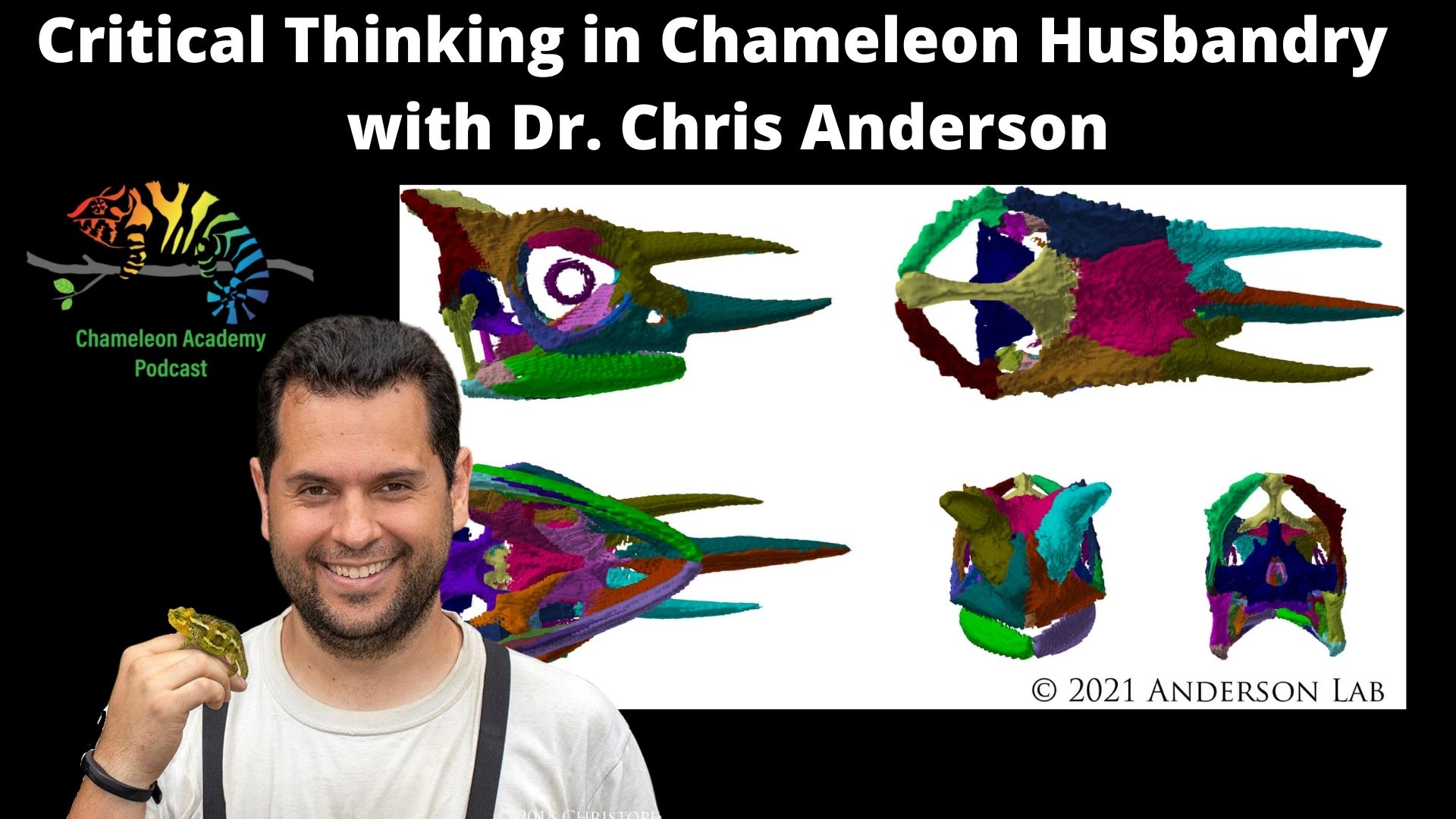 Critical Thinking in chameleon husbandry