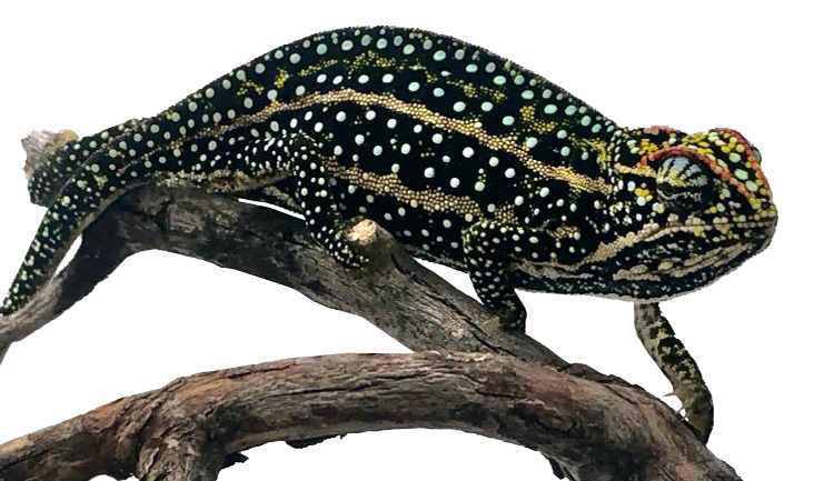 Female jeweled chameleon