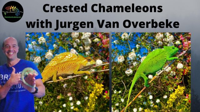 Crested chameleon