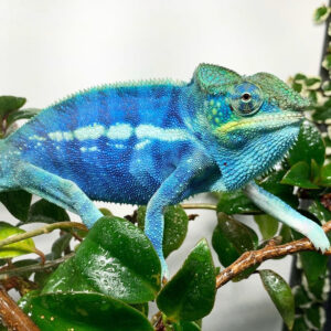 panther chameleon