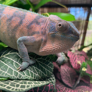 panther chameleon