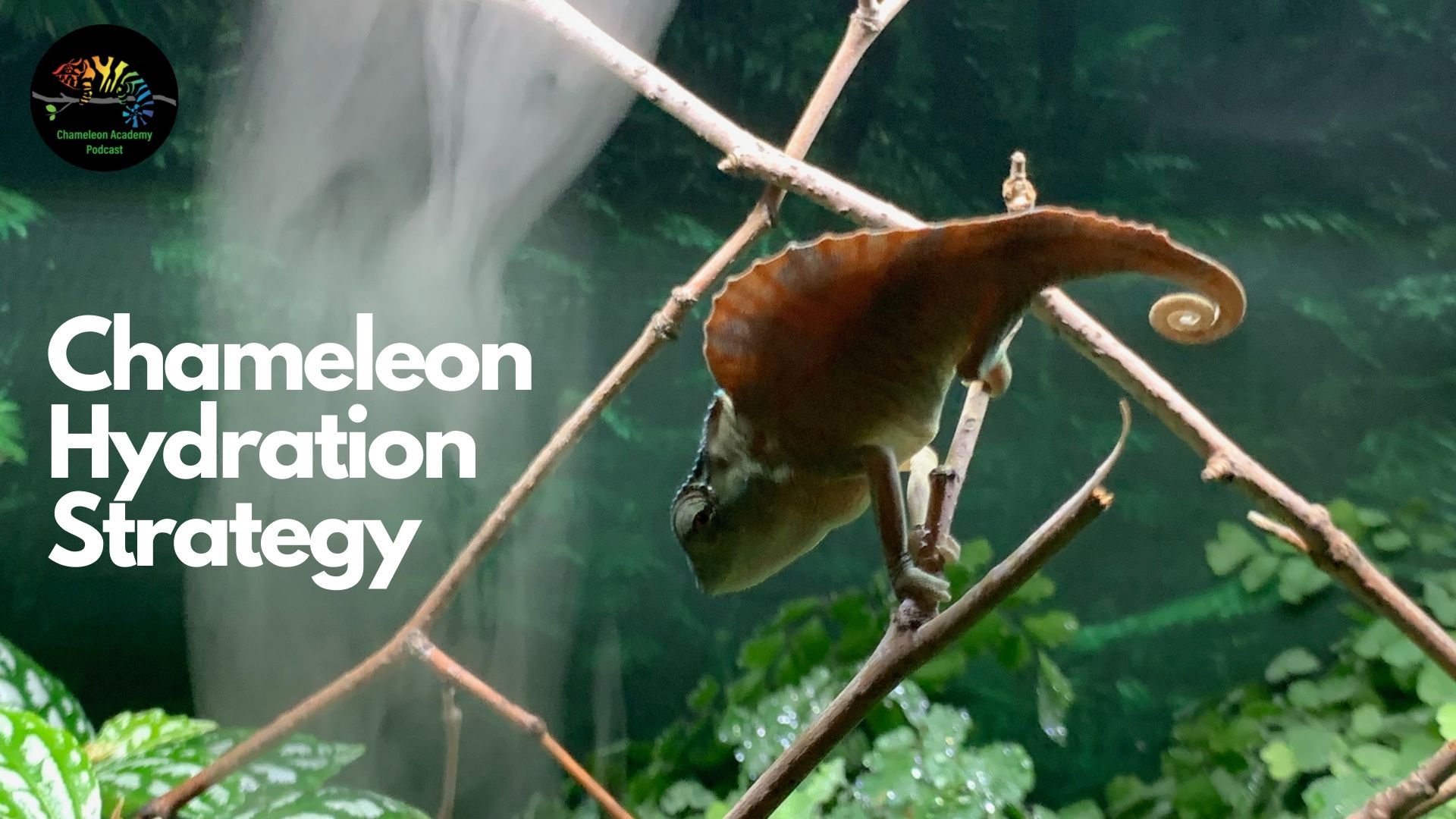 Chameleon Hydration Strategy