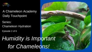 Humidity for chameleons