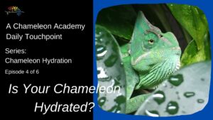 is chameleon hydrated