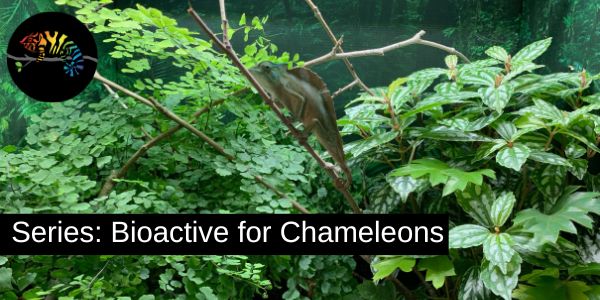 bioactive enclosure for chameleons with crested chameleon