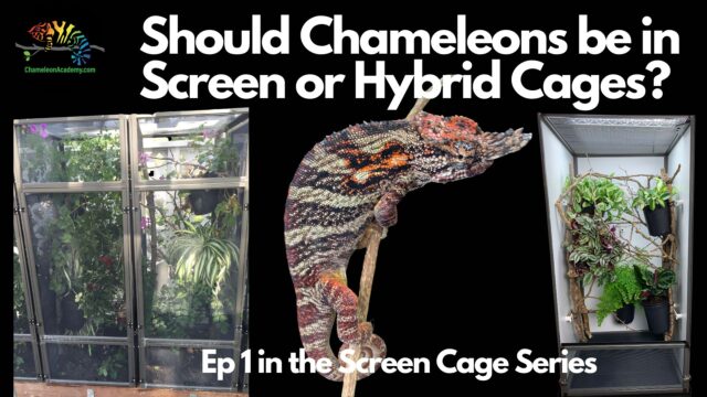 Chameleons with screen and hybrid cages