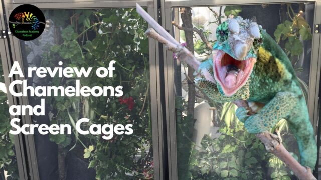 screen cages and a jacksons chameleon