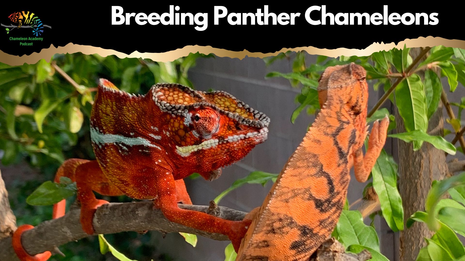 Breeding Panther Chameleons - Chameleon Academy
