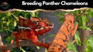 breeding panther chameleons