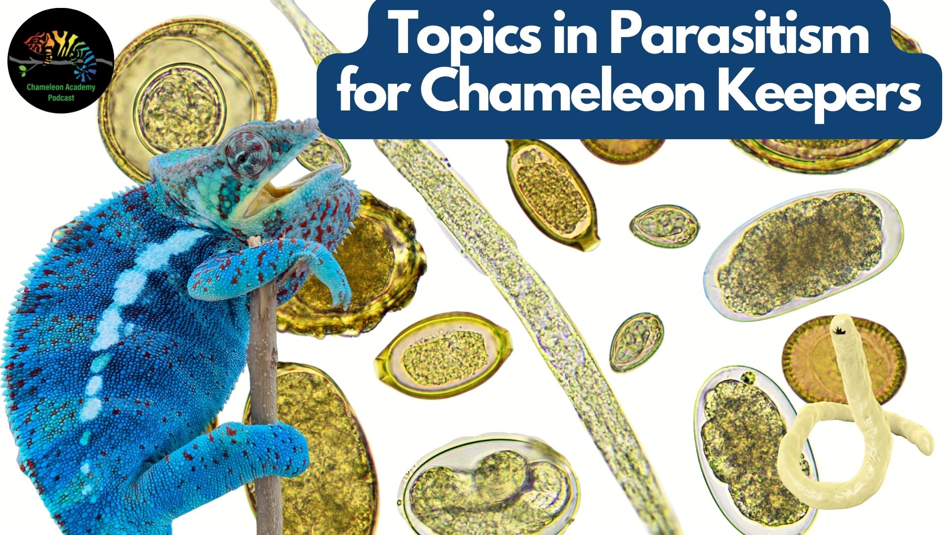 chameleon parasites