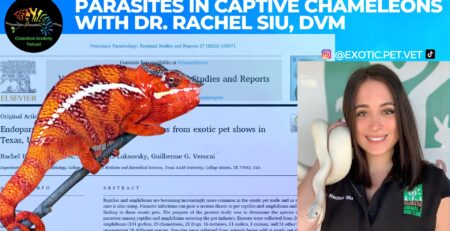 Dr Rachel Siu and parasites