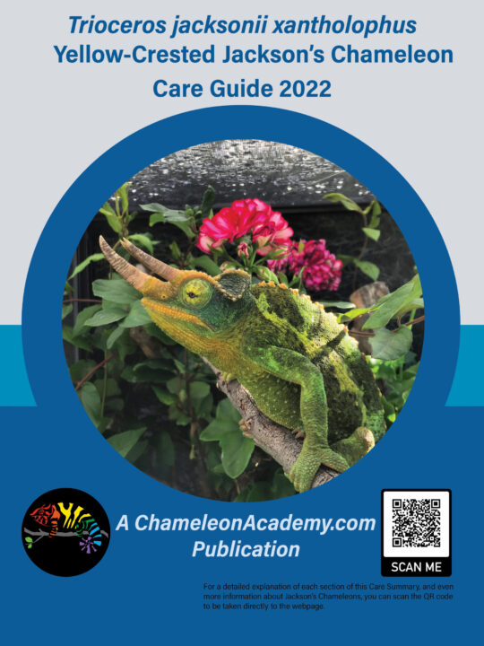 Jackson's Chameleon Care Guide 2022