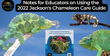Jackson's Chameleon Caresheet and bioactive maintenance – The Bio Dude