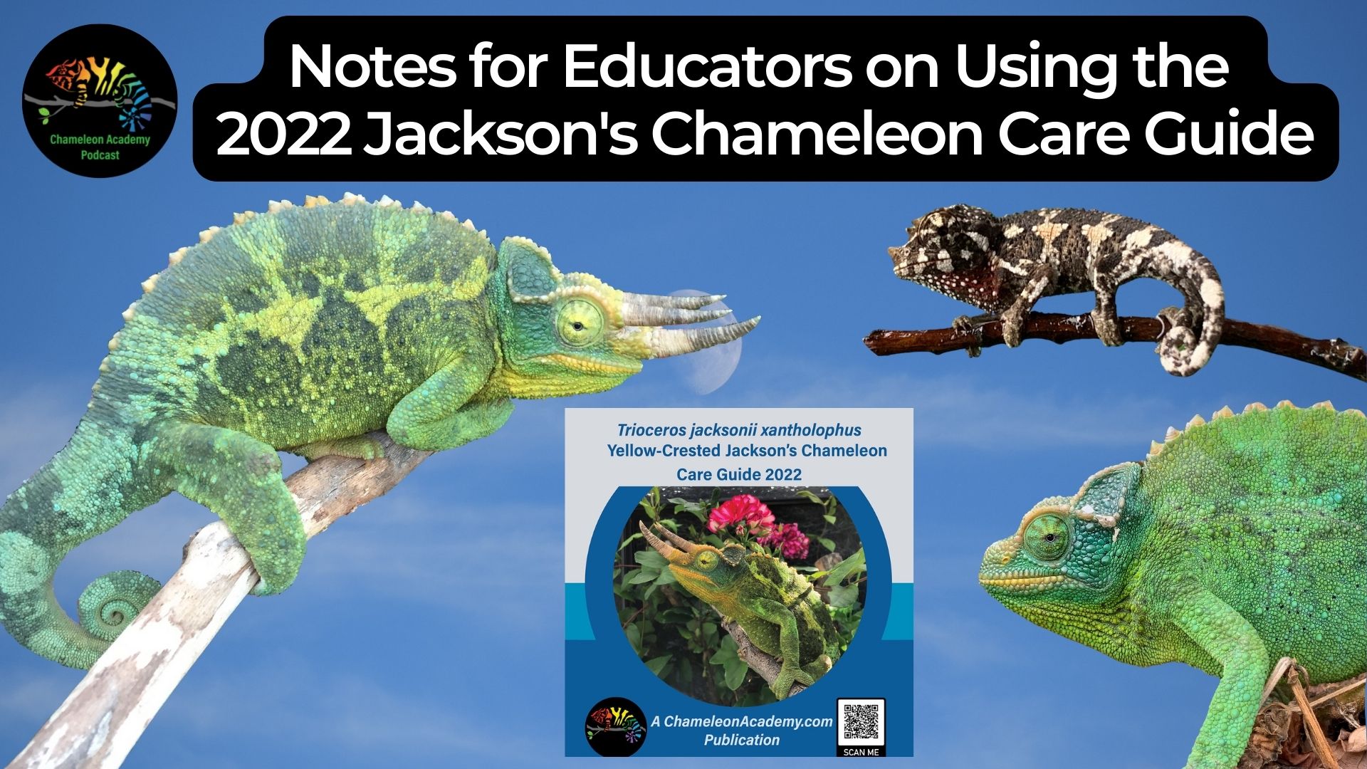 Using the Jackson's Chameleon Care Guide