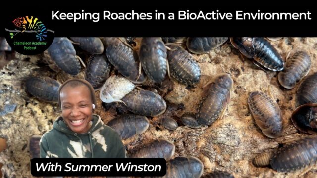 dubia roaches in a bioactive environment