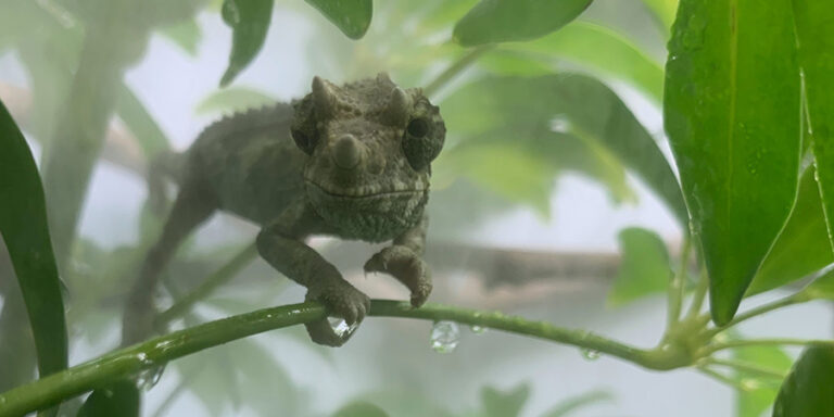 How To Give Your Chameleon Water? - Chameleon Academy