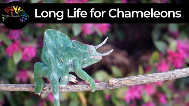 How to give your chameleon a long life - Chameleon Academy