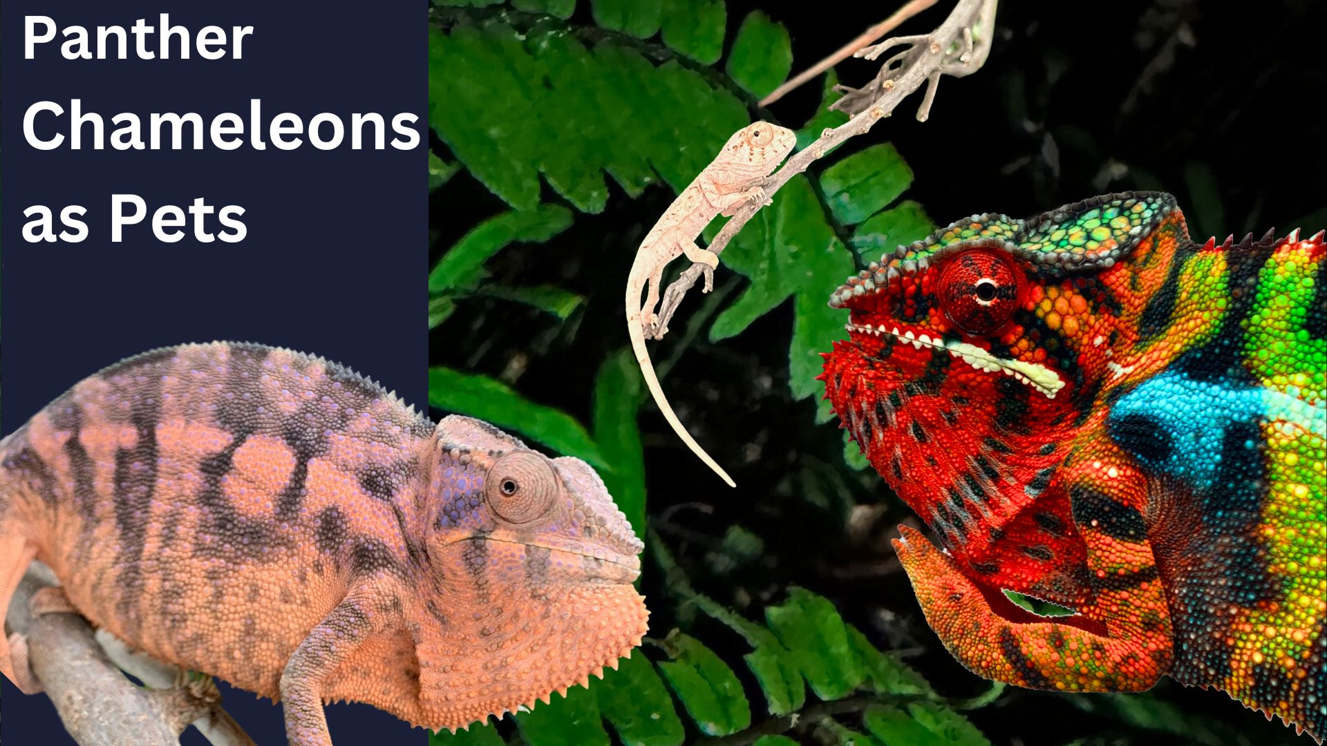 Should You Keep a Panther Chameleon as a Pet?
