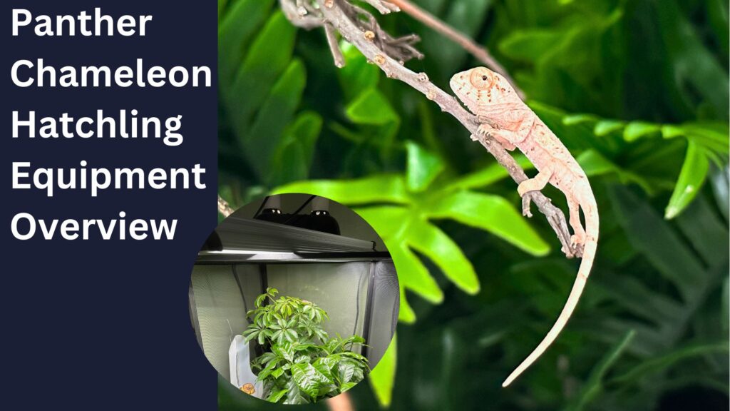 What do I need for a hatchling Panther Chameleon? - Chameleon Academy