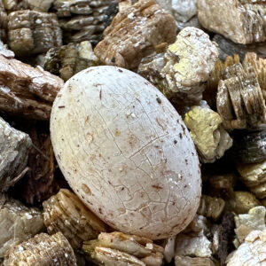 Striations on a healthy Panther Chameleon egg