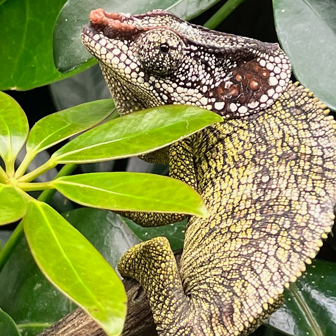male Calumma brevicorne chameleon displaying