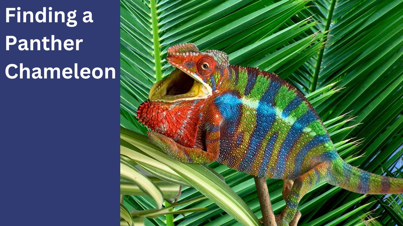 What Chameleon Gaping Means - Chameleon Academy